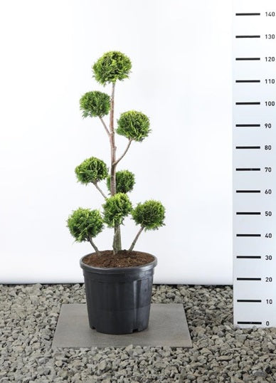 Ädelcypress l. &