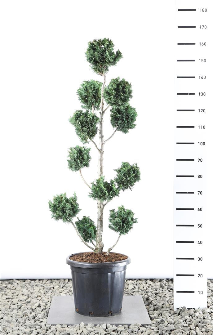 Ädelcypress l. &