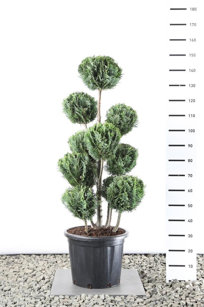 Ädelcypress l. &