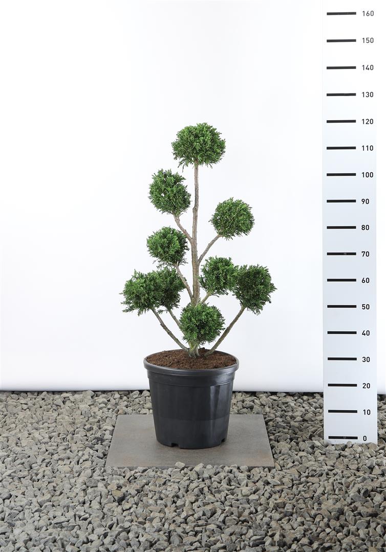 Ädelcypress o. &