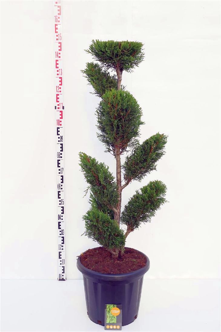 Leylandcypress l. &