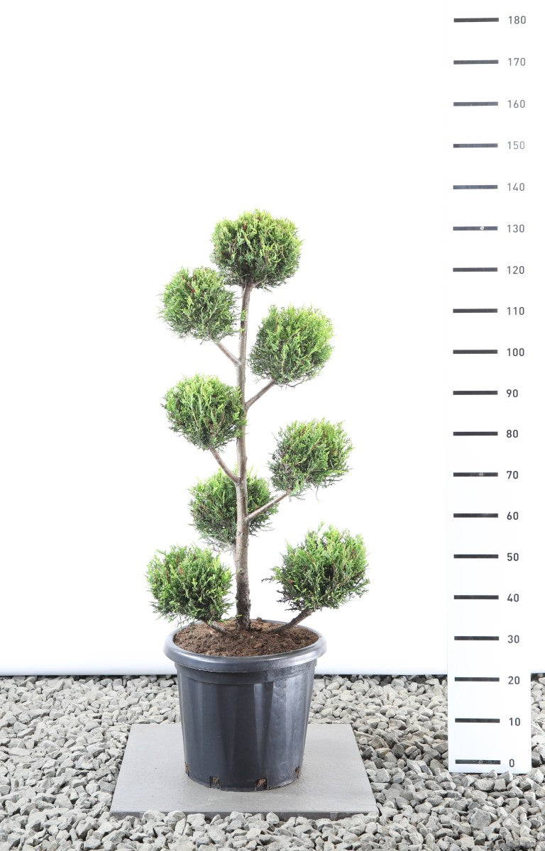 Leylandcypress l. &