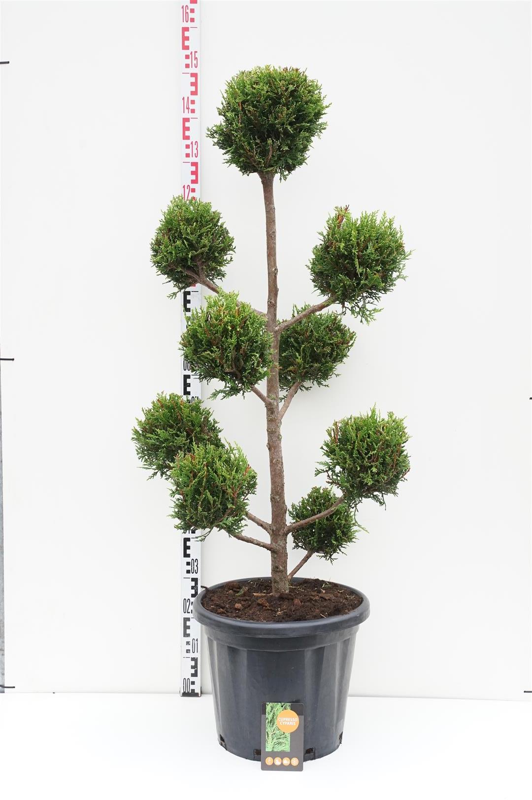 Leylandcypress l. &