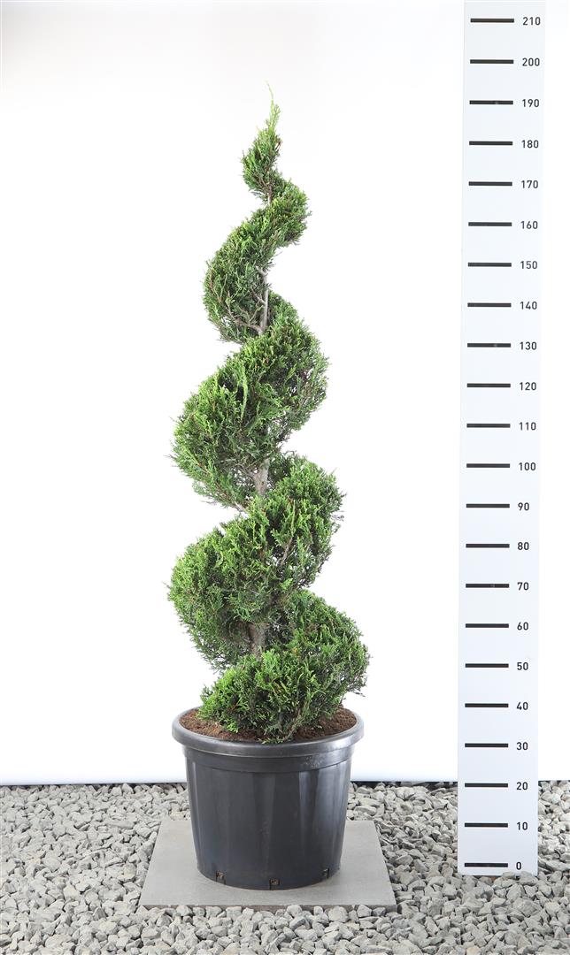 Leylandcypress l. &