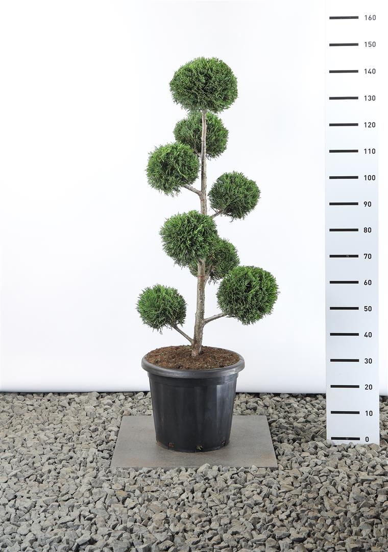 Leylandcypress leylandii - MULTIB 80-100 CM EXTRA C25