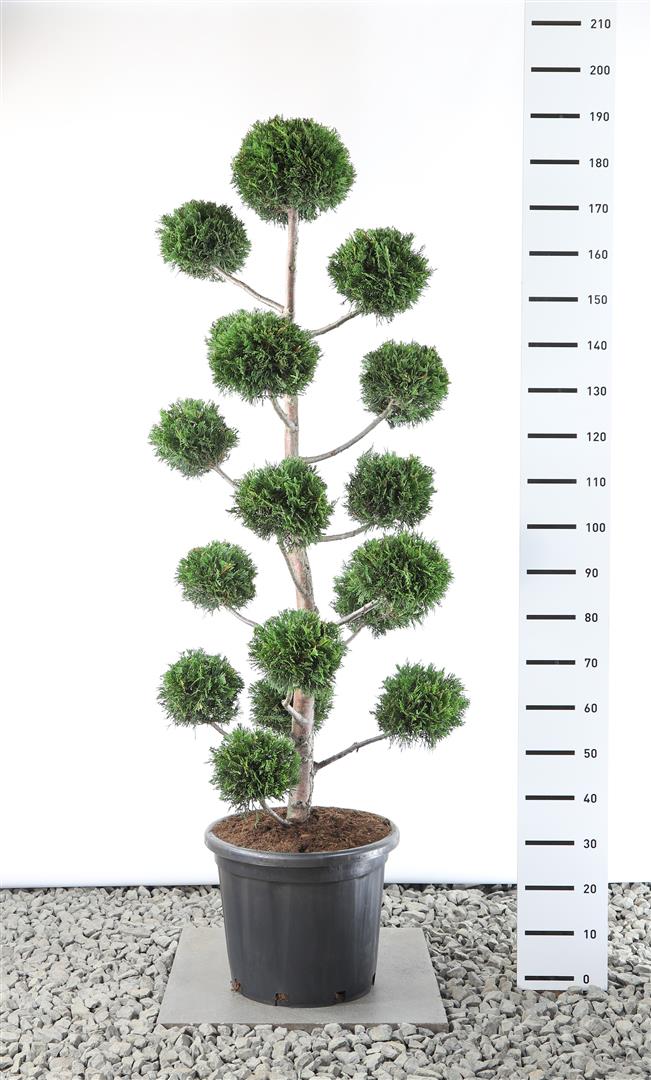 Leylandcypress leylandii - M.BALL 125-150E C35