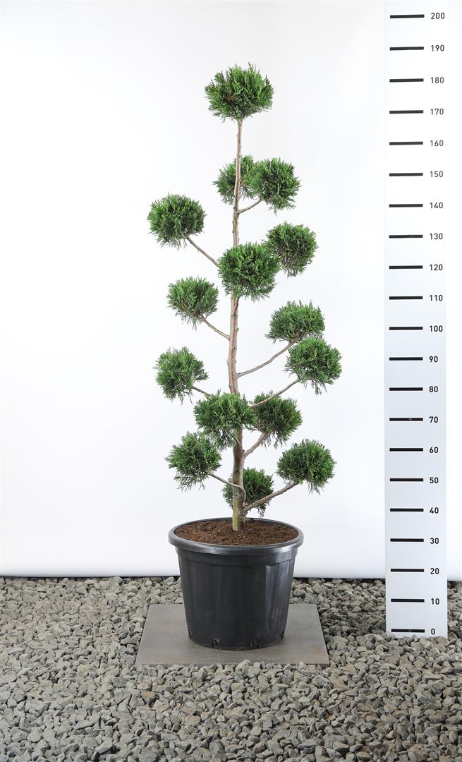 Leylandcypress leylandii - MULTIB 140-160 C35