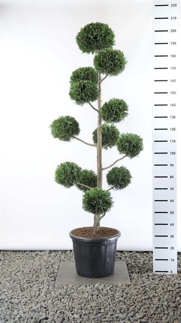 Leylandcypress leylandii - M.BALL 150-175E C45