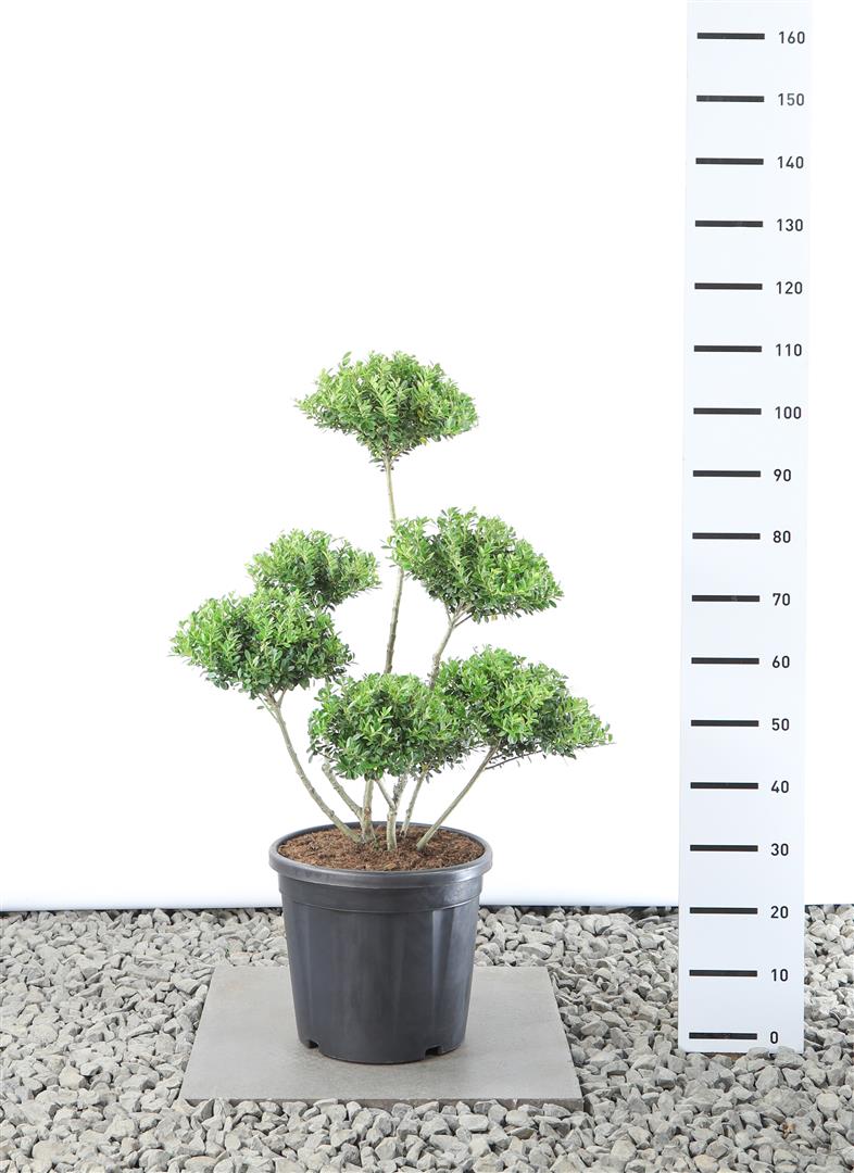 Järnek maximowicziana kanehirae - PLATEAU 60-80CM C25