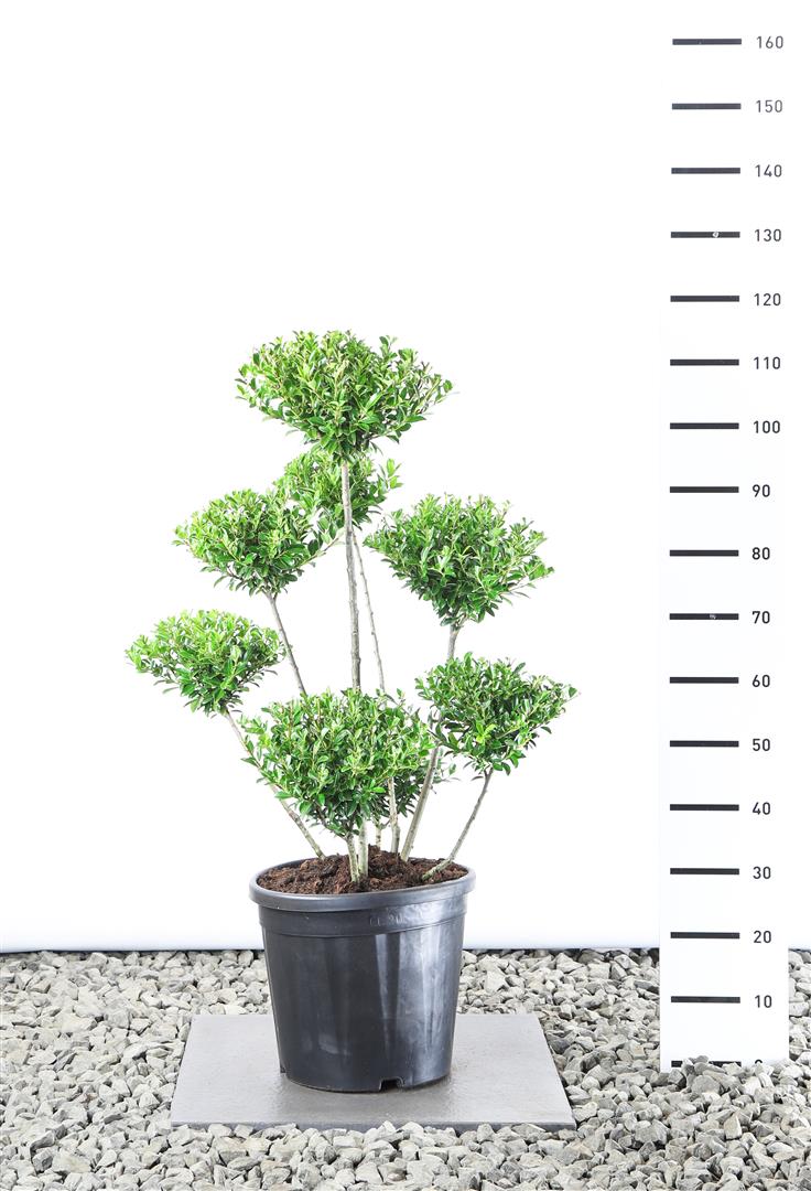 Ilex maximowicziana kanehirae PLATEAU 150-175 cm C35 (35 liters kruka)