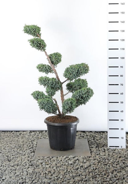 Juniperus chinensis &