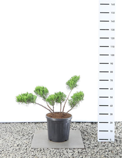 Juniperus pf. &