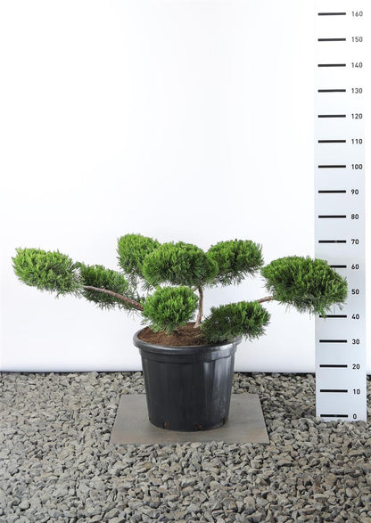 Juniperus pf. &