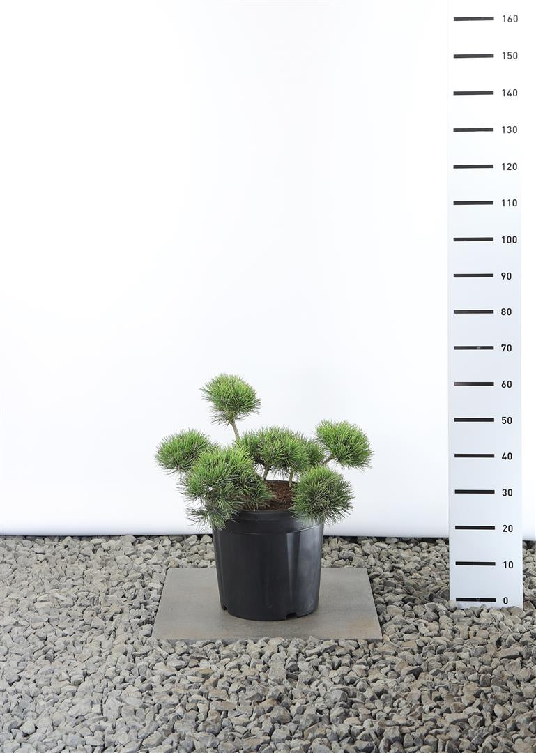 Tall mugo mugo (mughus) - PLATEAU 40-50CM C25