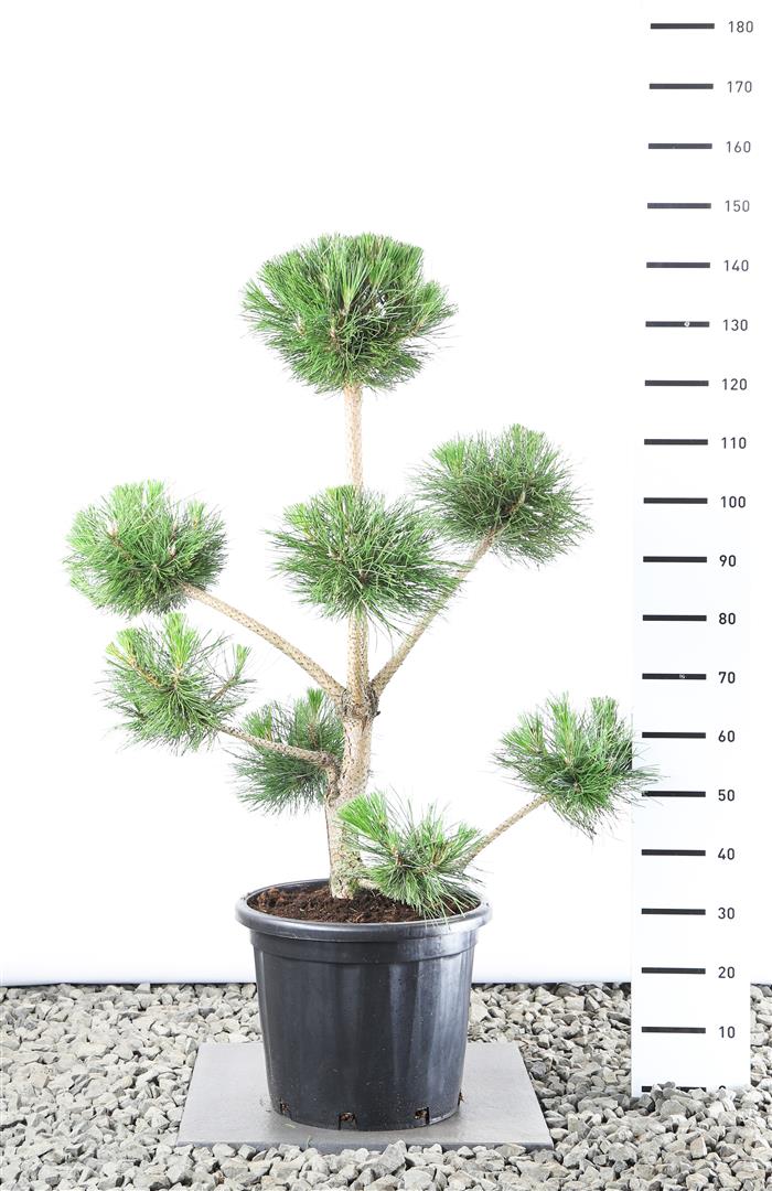 Tall nigra nigra - PL EXTR 100-125 C25