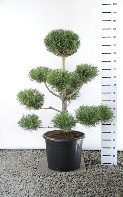 Tall nigra nigra - PL EXTR 125-150 C25
