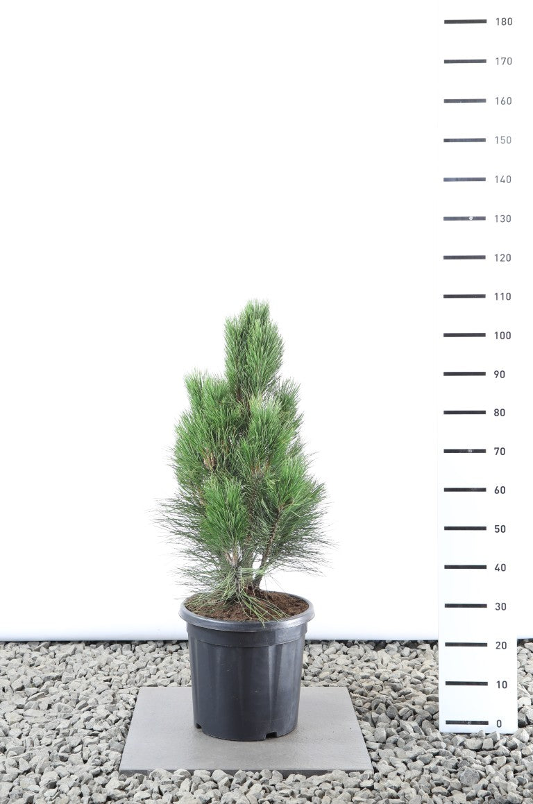Tall nigra &