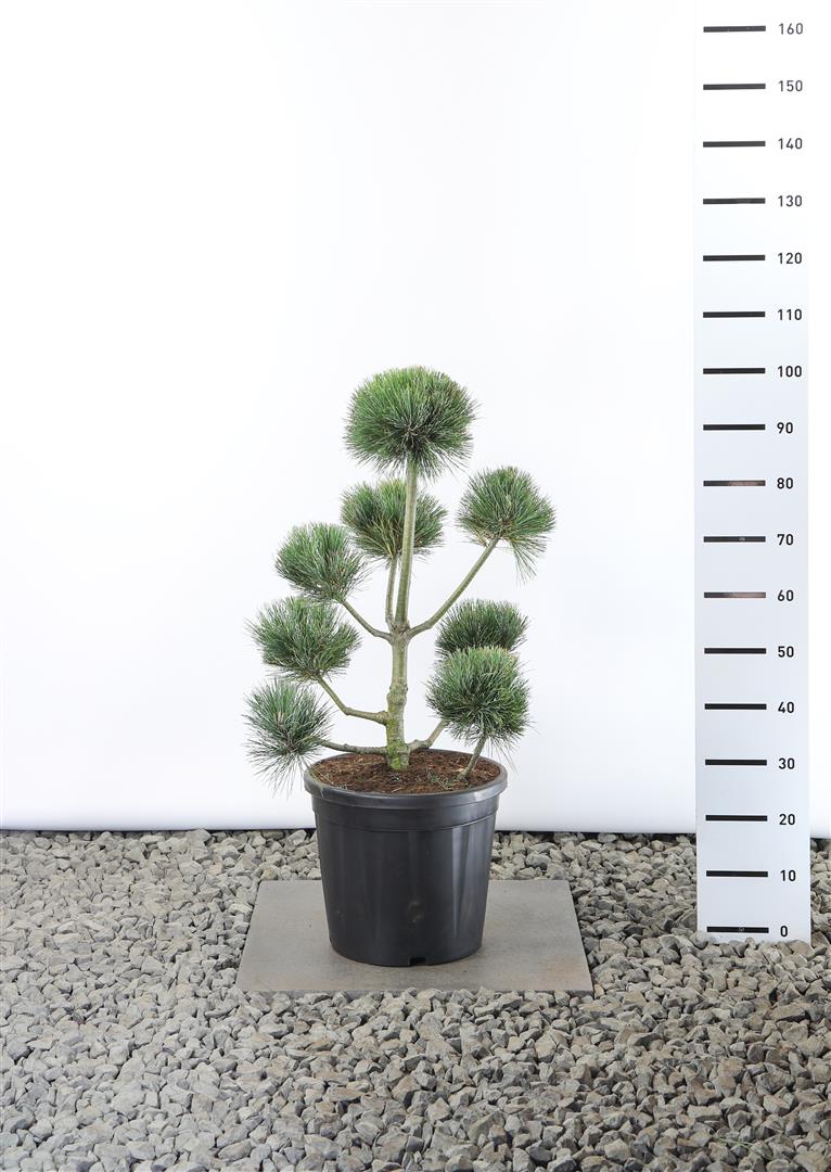 Tall peuce - PLATEAU 60-80 CM EXTRA C20