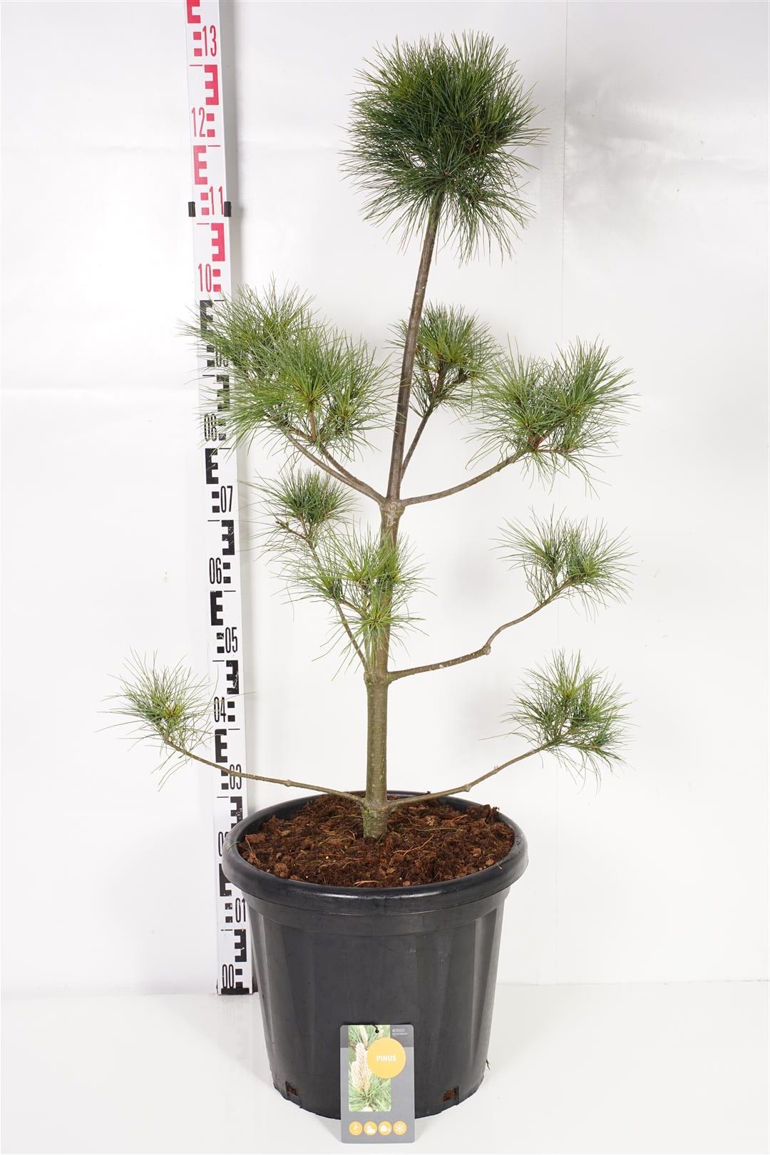Tall strobus - PLATEAU 80-100 C25