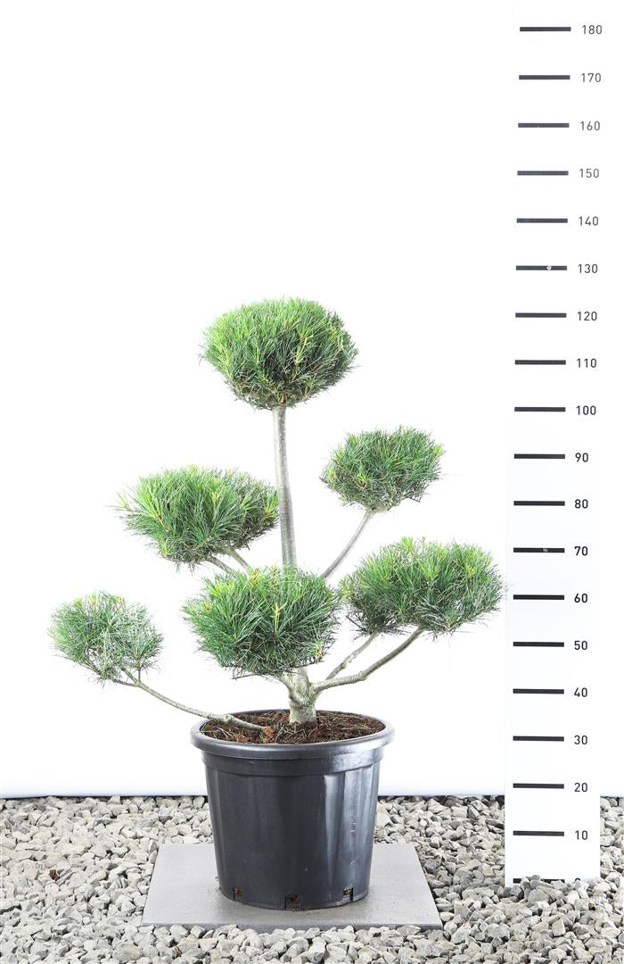 Tall strobus - PLATEAU 80-100 CM EXTRA C20