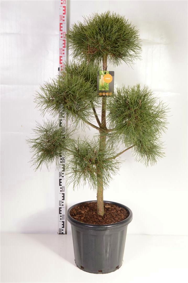 Tall sylvestris - PLATEAU 80-100 C25