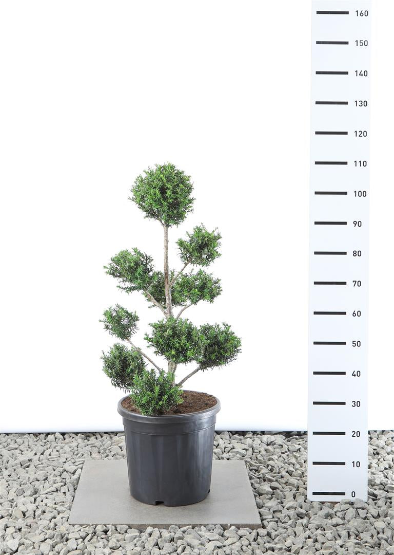 Idegran baccata - MULTIB 60-80 C20