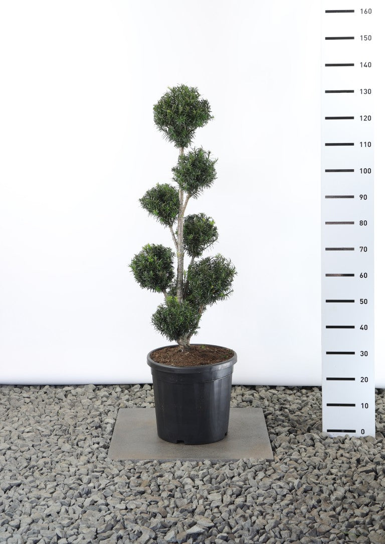 Idegran baccata - MULTIB 80-100 CM EXTRA C25