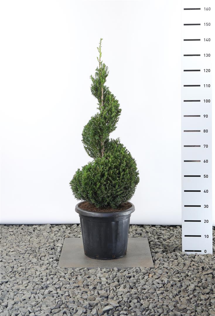 Idegran baccata - 100-125 CM SPI C25