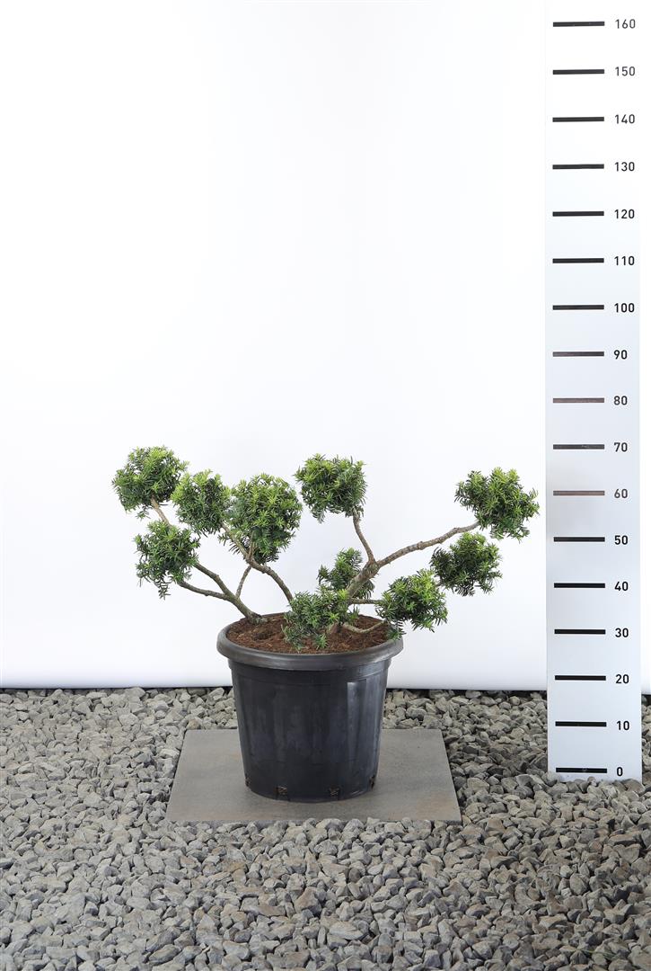 Idegran b. &