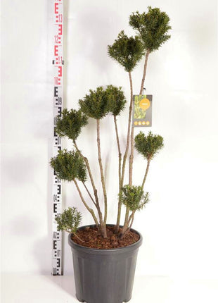 Taxus media 'Hicksii'