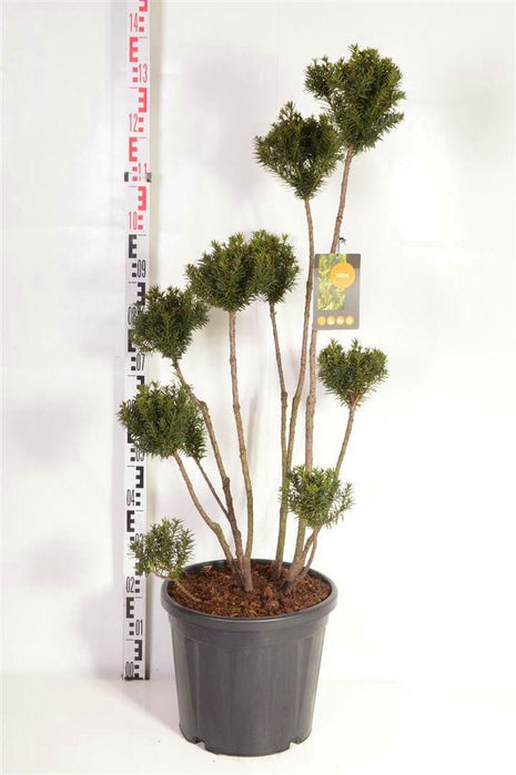 Taxus media 'Hicksii'