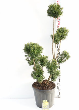 Taxus media 'Hicksii'