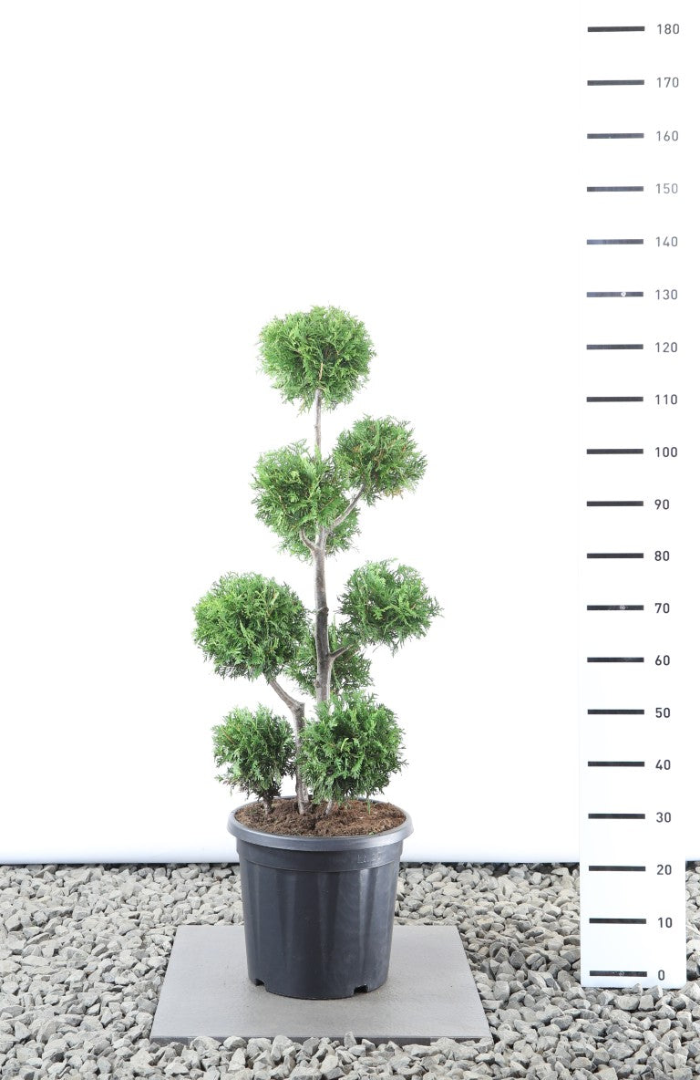 Thuja occ. &