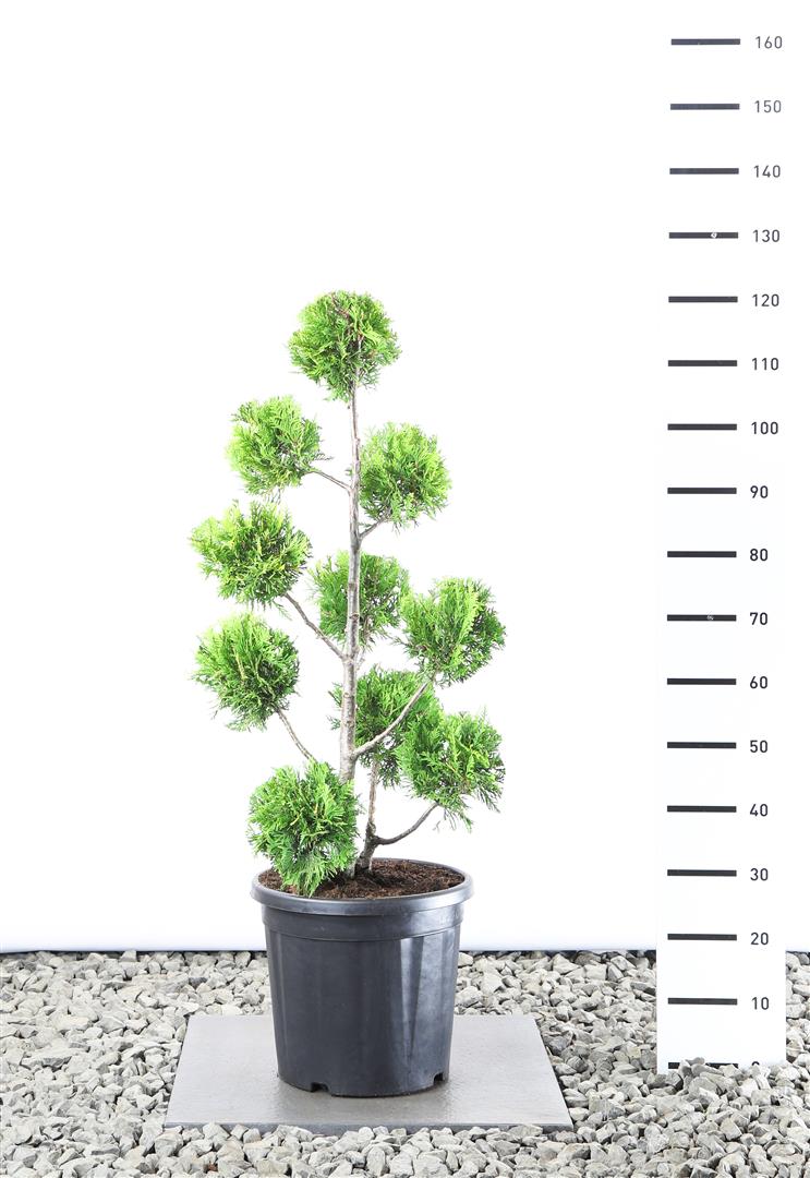 Thuja occ. &