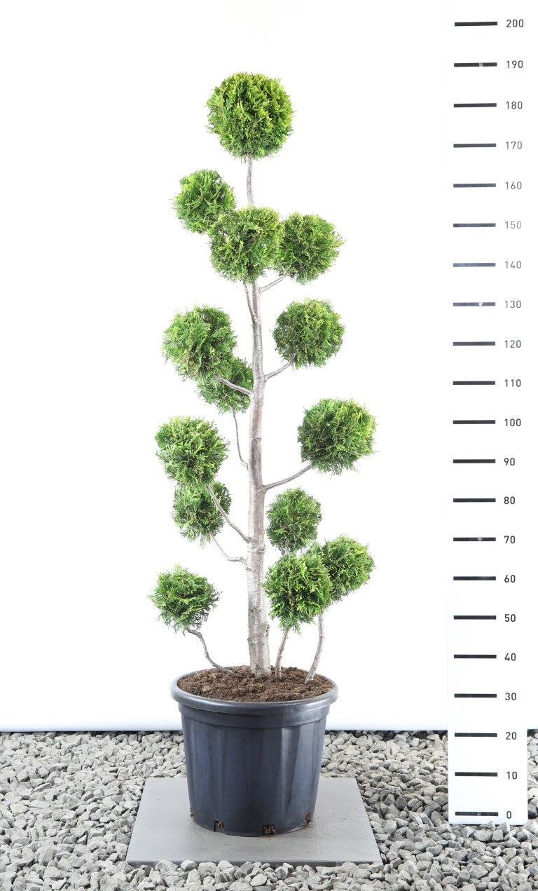 Thuja occ. &