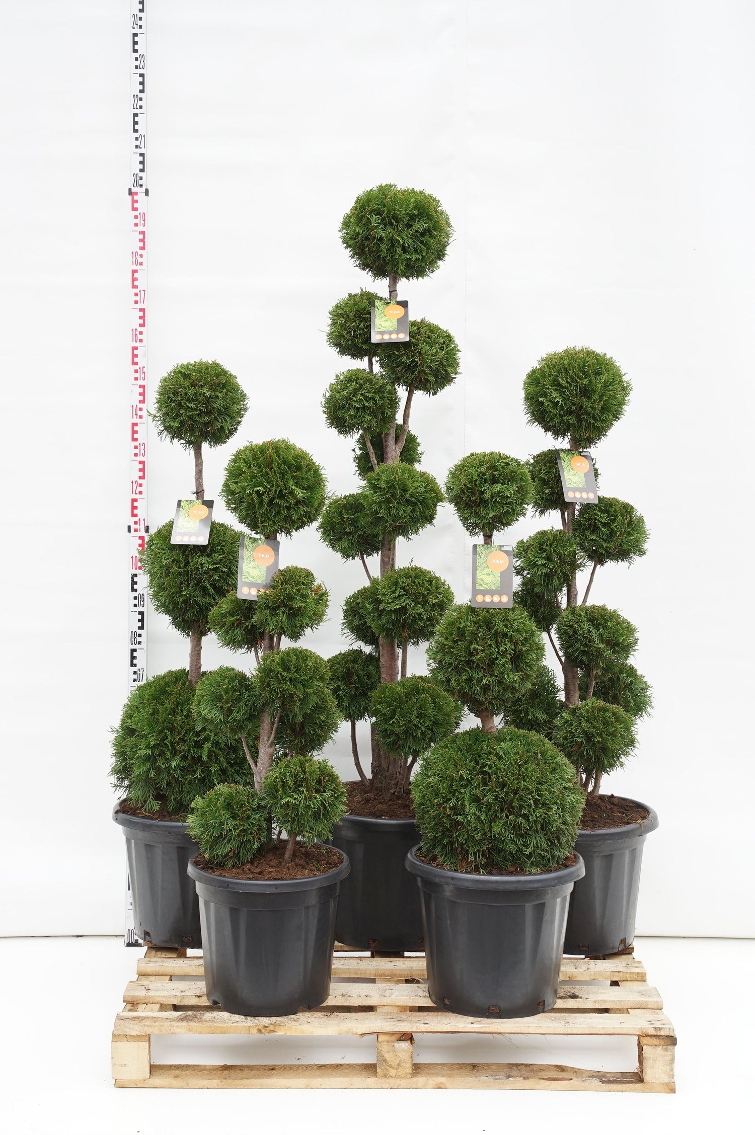 Thuja occ. &