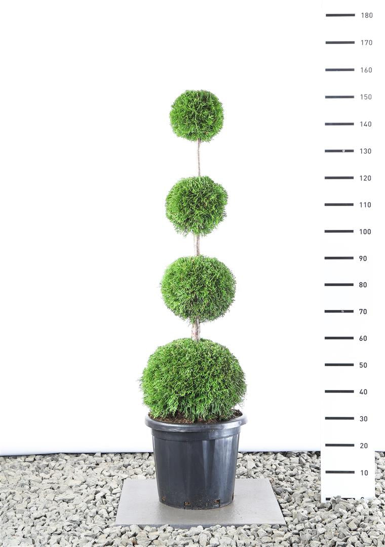 Thuja occ. &