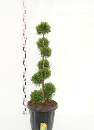 Thuja occ. 'Smaragd'