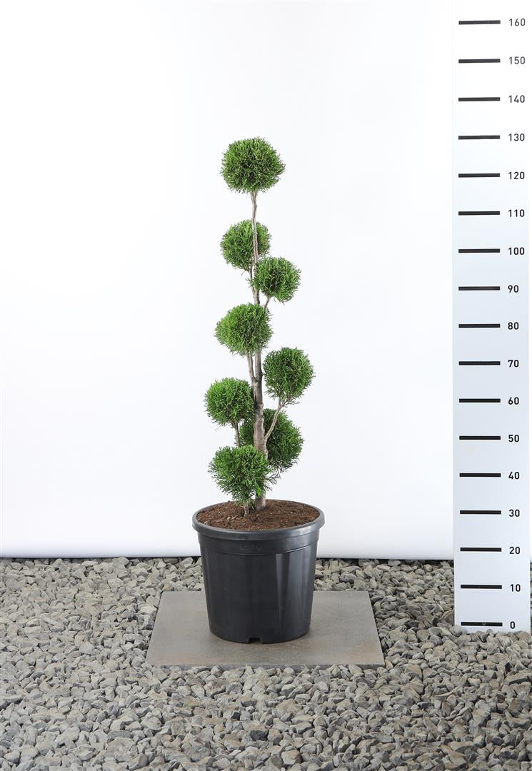 Thuja occ. &