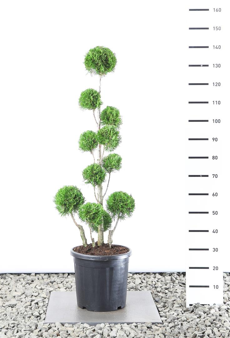 Thuja occ. &