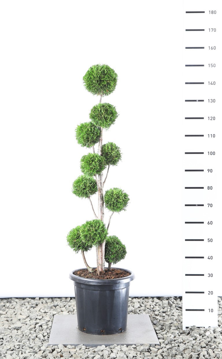 Thuja occidentalis &