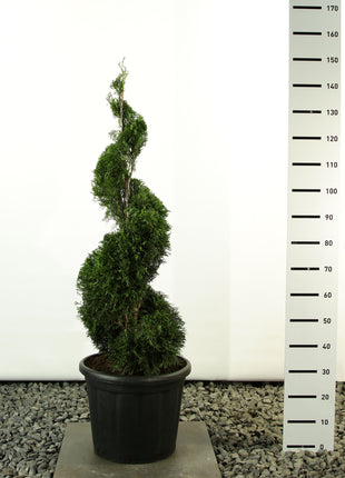 Thuja occ. 'Smaragd'