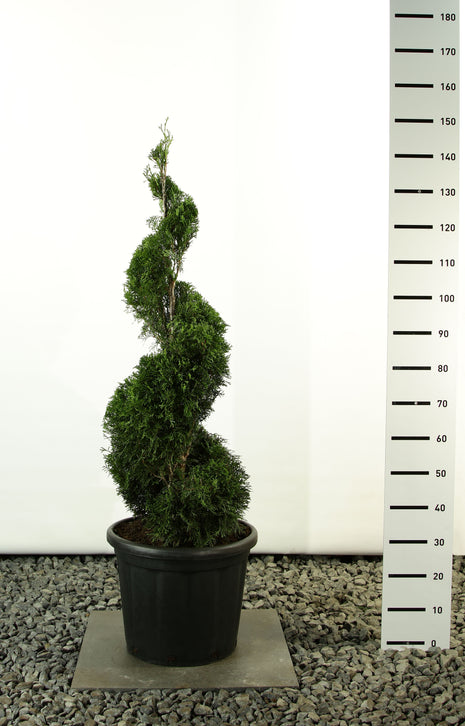 Thuja jne. 'Smaragdi'