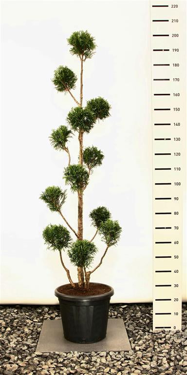 Thuja occ. &