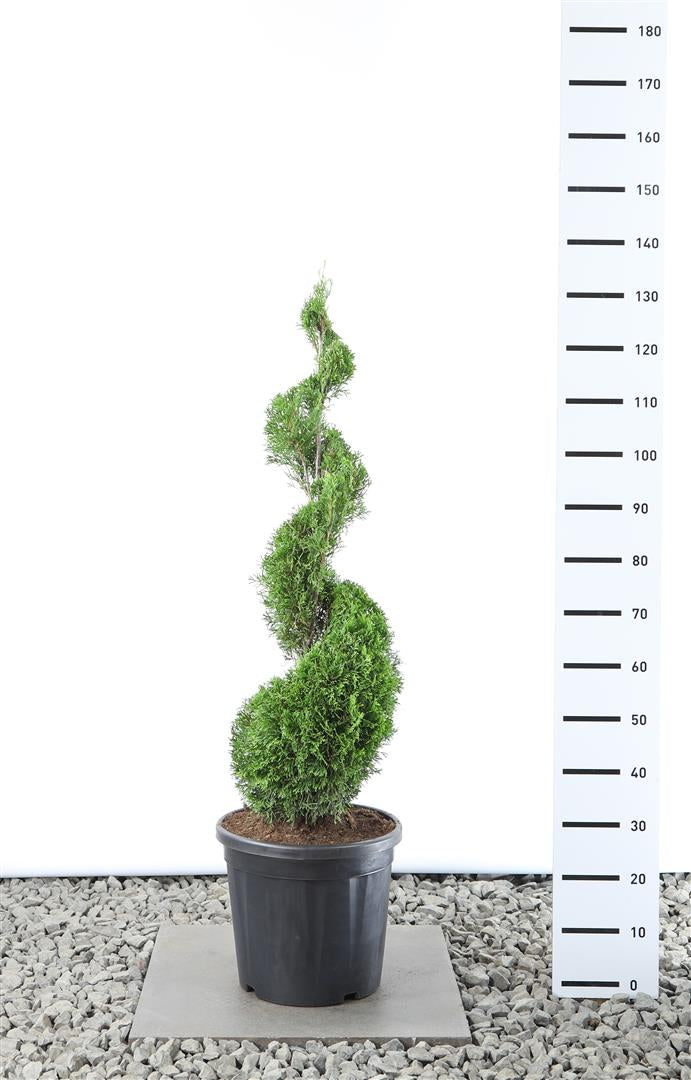 Thuja occ. &