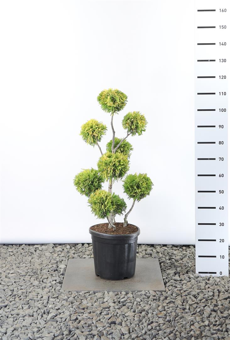 Thuja occ. &