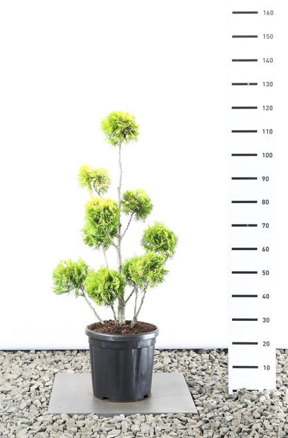 Thuja occidentalis &