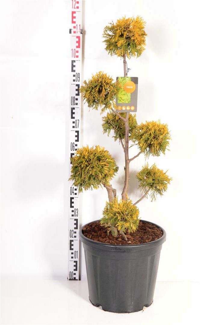 Thuja occidentalis &