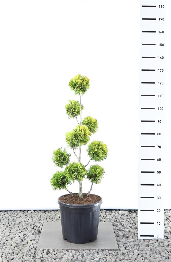 Thuja occ. &