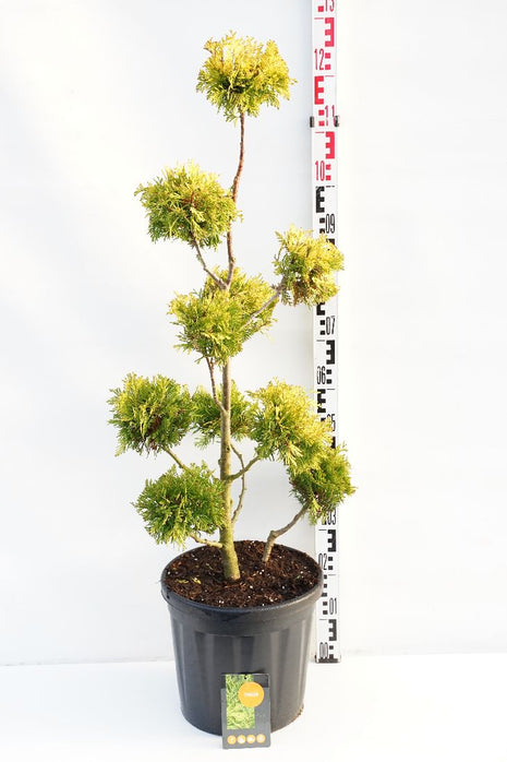 Thuja occ. 'Yellow Ribbon'